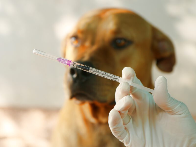 Nahaufnahme einer medizinischen Spritze vor dem unscharfen Hintergrund eines Hundes – zur Veranschaulichung des Infektionsrisikos durch Tierkontakt.